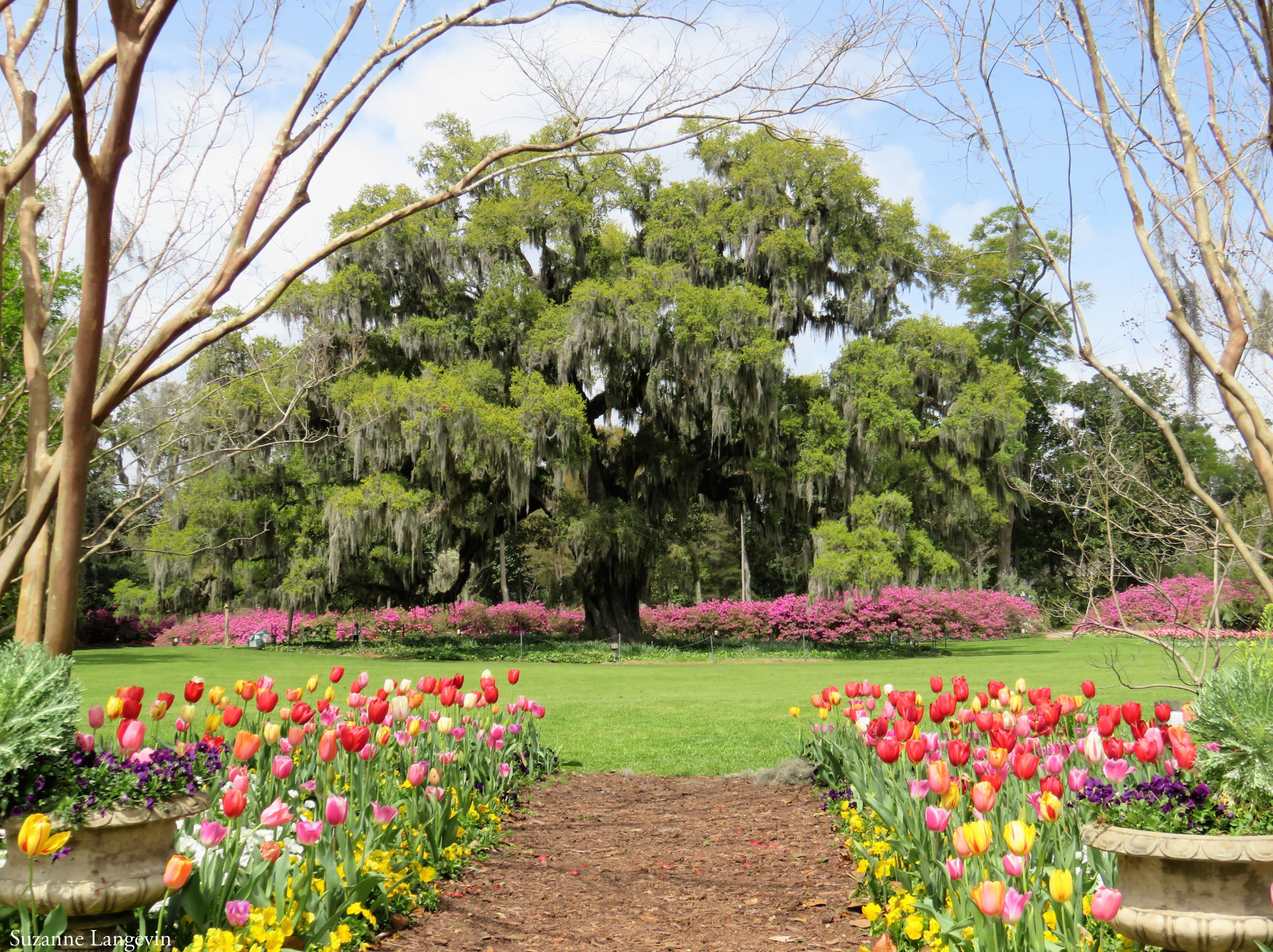 Spring Bloom - Airlie Gardens